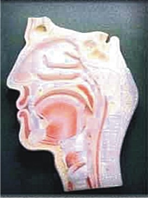 HUMAN HEAD AND NECK L.S.